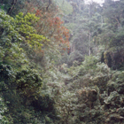 Bosque tropical húmedo de Costa Rica 