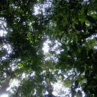 Forest, Indonesia