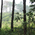 Forests Of Vietnam