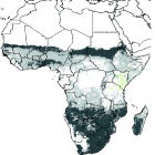 Map showing predicted reduction in length of growing period in Africa