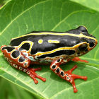 A frog on a leaf