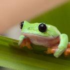 A frog