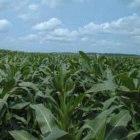 Experimental field of herbicide-detoxifying maize