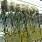 GM rice samples in test tubes