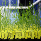 Plantas de arroz GM
