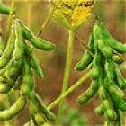 Genetically modified soybeans