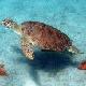 Green turtles might disappear because of rising temperatures