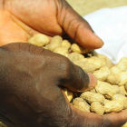Hand holding groundnuts