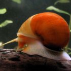 Golden apple snail