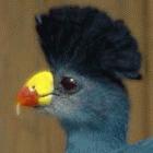 The Great Blue Turaco is among the birds found in Mabira Forest Reserve