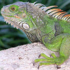 Green iguana