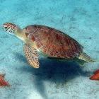 Green turtles might disappear because of rising temperatures