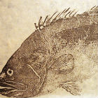 Grouper print