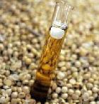 Guatemala impulsará desarrollo de biocombustibles