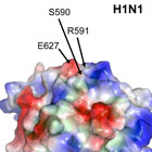 Estructura del virus H1N1