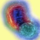 H5N1 virus