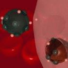 Hepatitis C viruses circulating in the blood