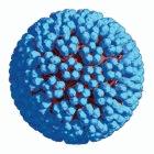 Human papillomavirus