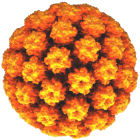 The human papillomavirus