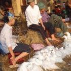 A poultry market in Hanoi, Vietnam