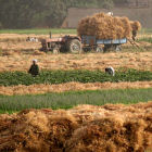 Egyptian farmers harvesting wheat