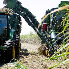 Harvesting crops in Brazil