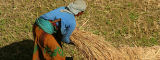 Woman harvesting rice, Nepal - Flickr/Global Crop Diversity Trust