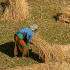 Woman harvesting rice, Nepal