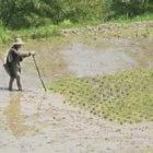 Chinese farmer tending rice field in Guangxi Province