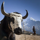 Cattle and people in Himalayas