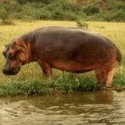 Hippo in Rwenzori National Park, Uganda