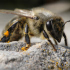 A honey bee