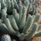 The hoodia plant