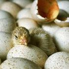 The two Mycoplasma species cost pig and poultry farmers millions each year 