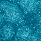 Human embryonic stem cells
