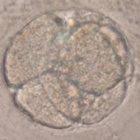 Four-cell embryo claimed by Hwang to have been cloned