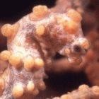 Seahorses are among the species identified for stock enhancement