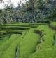 Terraced rice farm in Bali, Indonesia