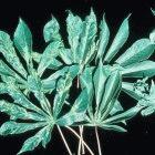Cassava leaves showing signs of mosaic disease