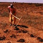 Preparing the land for planting in Senegal