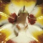 Costa Rican orchid: researchers hope the nation's biodiversity will yield new drugs