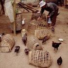 Village poultry in Laos