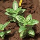 Plant tissue culture of the Madagascar periwinkle, Ivory Coast