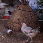 Chickens at a farm in Salemata, Senegal