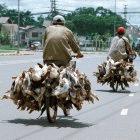 Going to market to sell ducks in Laos
