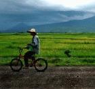 2.7 billion people rely on rice as their major source of food