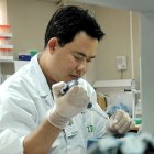 Lab technician, IRRI