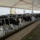 Cattle in Ethiopia