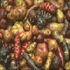 Latin America is the centre of diversity for potato varieties