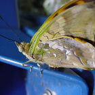An Indian deadleaf butterfly
